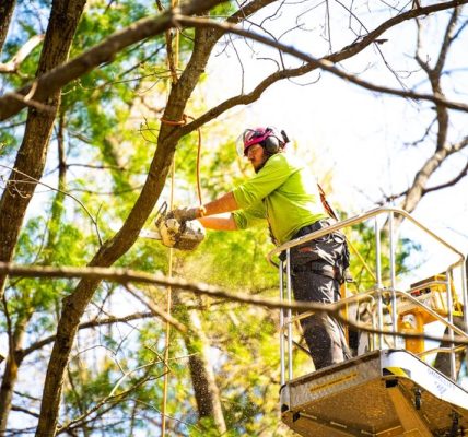 Springfield Tree Removal Team Focused on Efficiency and Safety