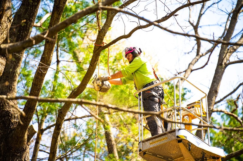 Springfield Tree Removal Team Focused on Efficiency and Safety